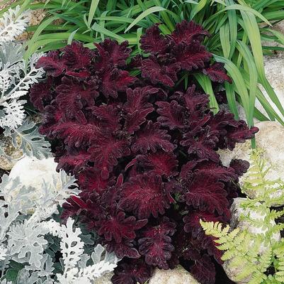 Solenostemon Black Dragon