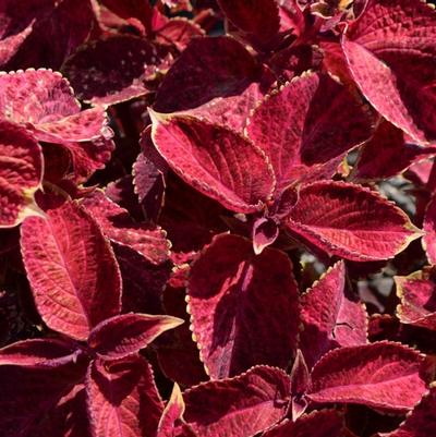 Solenostemon Wizard® Velvet Red