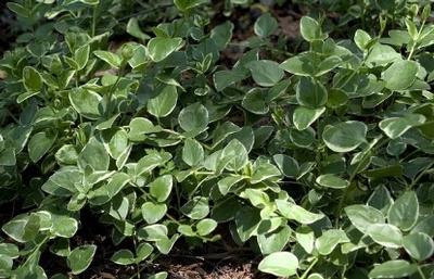 Vinca major Variegata