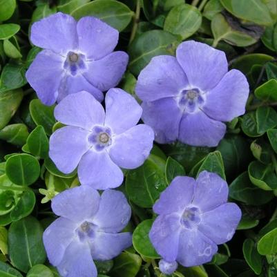 Vinca minor Bowles