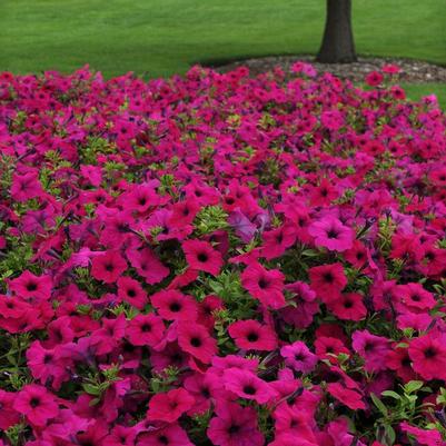 Petunia Wave® Purple Improved