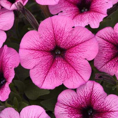 Petunia Easy Wave® Rose Fusion