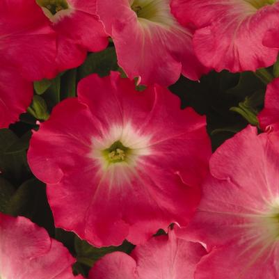 Petunia Easy Wave® Rosy Dawn