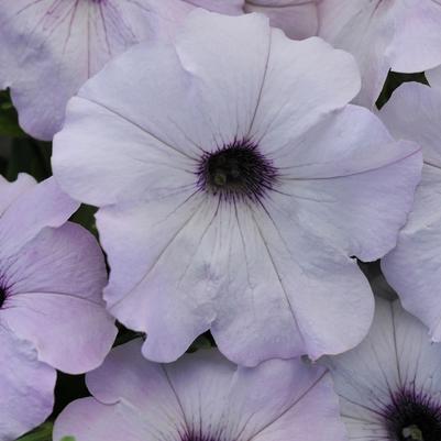 Petunia Easy Wave® Silver