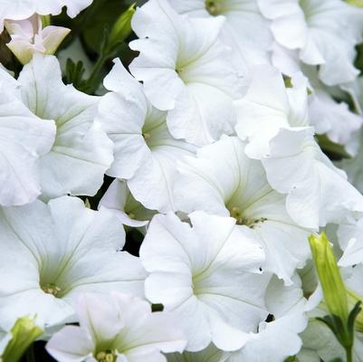 Petunia Easy Wave® White