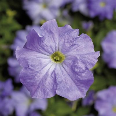 Petunia grandiflora TriTunia™ Sky Blue