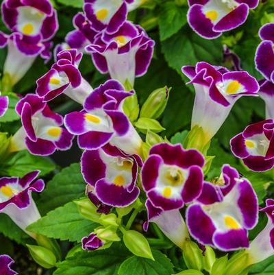 Torenia fournieri Kauai Burgundy