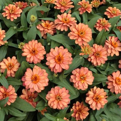 Zinnia Profusion Double Deep Salmon