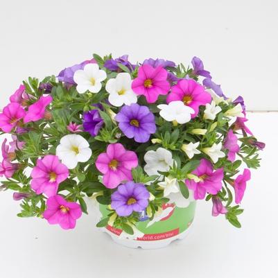 Calibrachoa Trixi® Party Favor