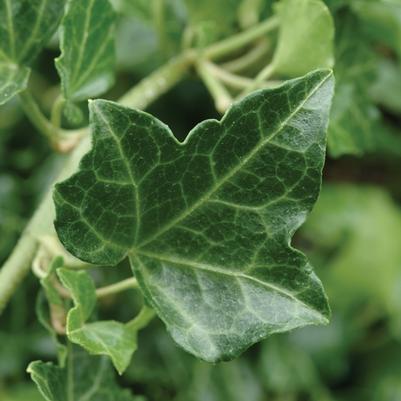 Hedera helix Baltica