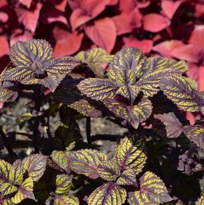 Solenostemon scutellarioides Fishnet Stockings