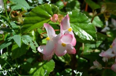 Begonia pink Richmondensis