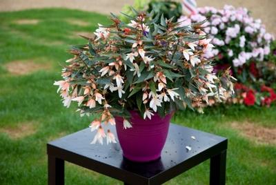 Begonia boliviensis White Bossa Nova