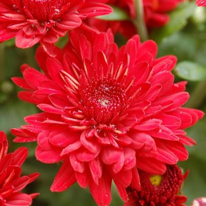 Chrysanthemum x morifolium Radiant Red