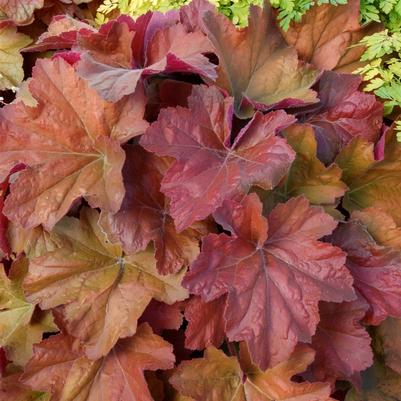 Heuchera Southern Comfort