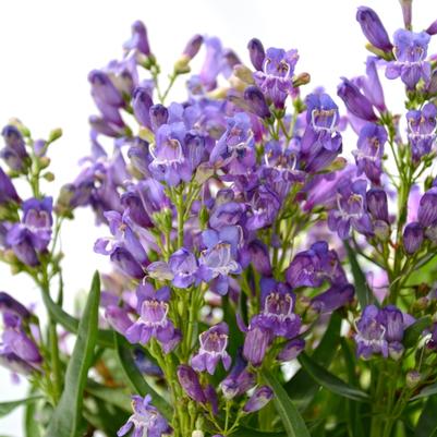 Penstemon Rock Candy® Blue