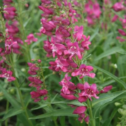 Penstemon Rock Candy® Pink