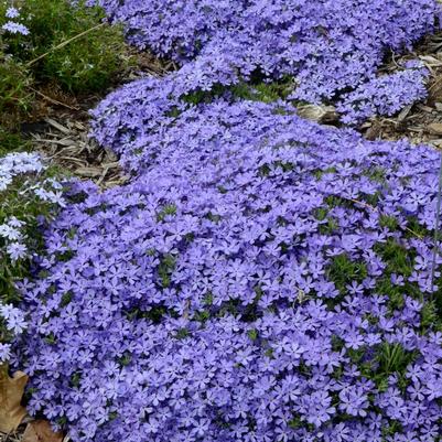 Phlox Violet Pinwheels