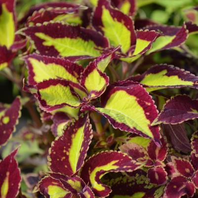 Solenostemon scutellarioides Saturn