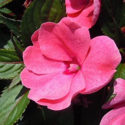 Impatiens hawkerii Sun Harmony® Dark Pink