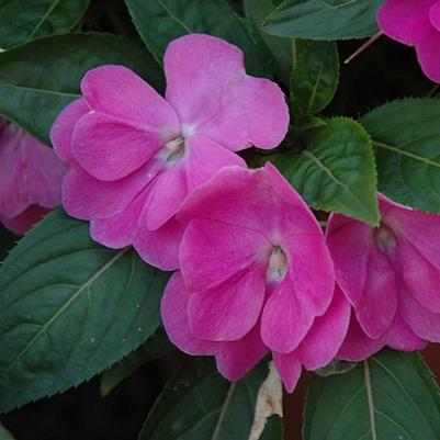 Impatiens hawkerii Sun Harmony® Dark Violet