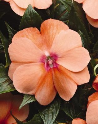 Impatiens hawkerii Sun Harmony® Apricot Cream