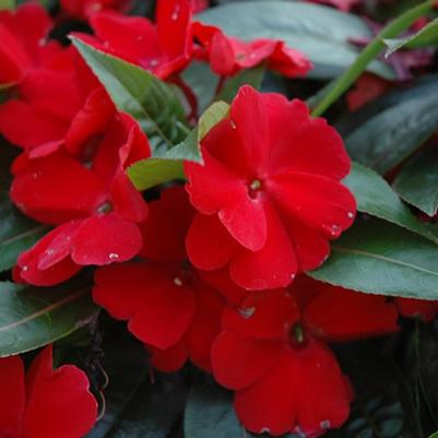 Impatiens hawkerii Sun Harmony® Deep Red