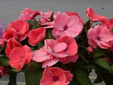 Impatiens hawkerii Sun Harmony® Deep Salmon