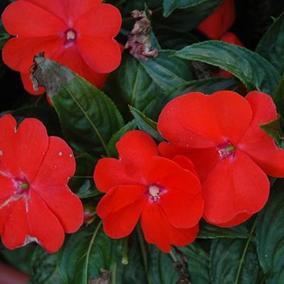 Impatiens hawkerii Sun Harmony® Orange Blaze