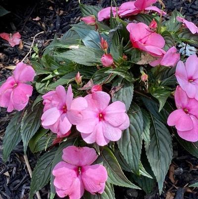 Impatiens hawkerii Sun Harmony® Pink Smile