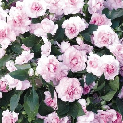 Impatiens walleriana Fiesta Bonita™ Appleblossom