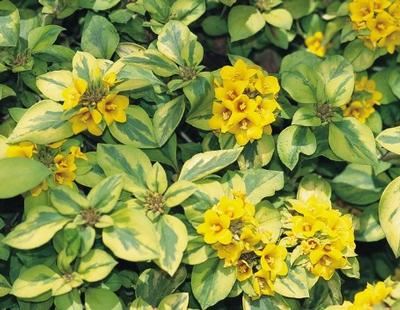 Lysimachia nummularia Sunset