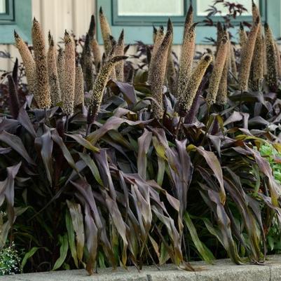 Pennisetum glaucum Copper Prince