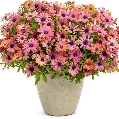 Osteospermum Bright Lights™ Horizon Sunset