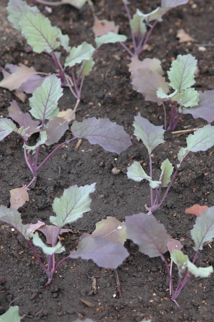 Brassica oleracea Kolibri