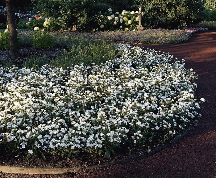 Dianthus Floral Lace™ White