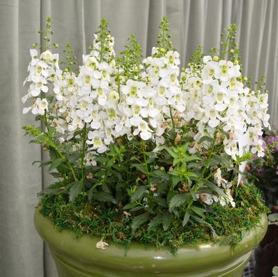 Angelonia angustifolia Archangel™ White Improved