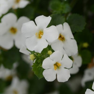 Sutera cordata MegaCopa™ White