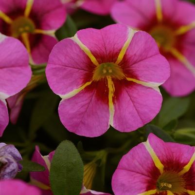 Calibrachoa Cabaret® Pink Star Improved