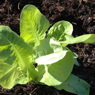 Lactuca sativa Buttercrunch