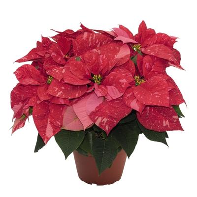 Euphorbia pulcherrima Jubilee Jingle Bells