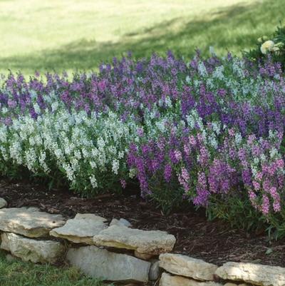 Angelonia angustifolia Serena® Mix