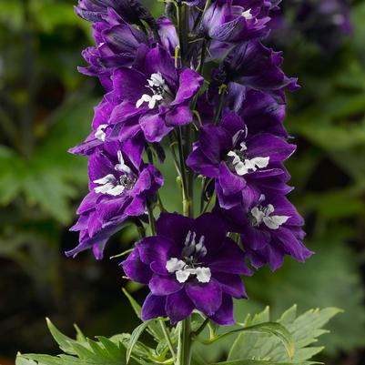 Delphinium elatum Delphina™ Dark Blue White Bee