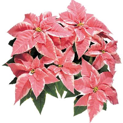 Euphorbia pulcherrima Marblestar™