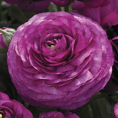 Ranunculus asiaticus Mache™ Purple