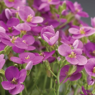 Arabis caucasica Little Treasure™ Deep Rose