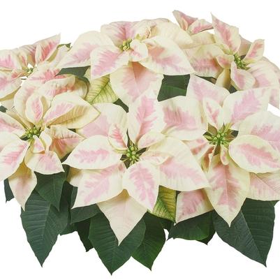 Euphorbia pulcherrima Mars™ Marble