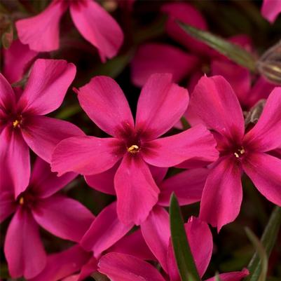 Phlox subulata Scarlet Flame