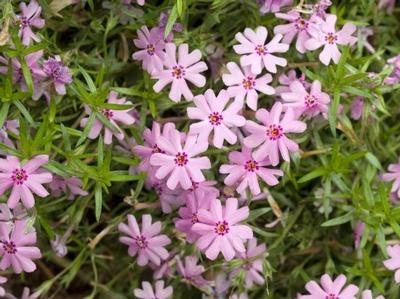 Phlox subulata Fort Hills