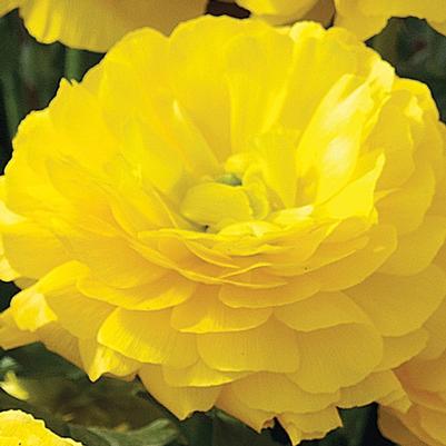 Ranunculus asiaticus Mache™ Yellow